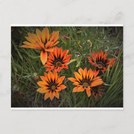 Orange och svarta Gazanias vykort