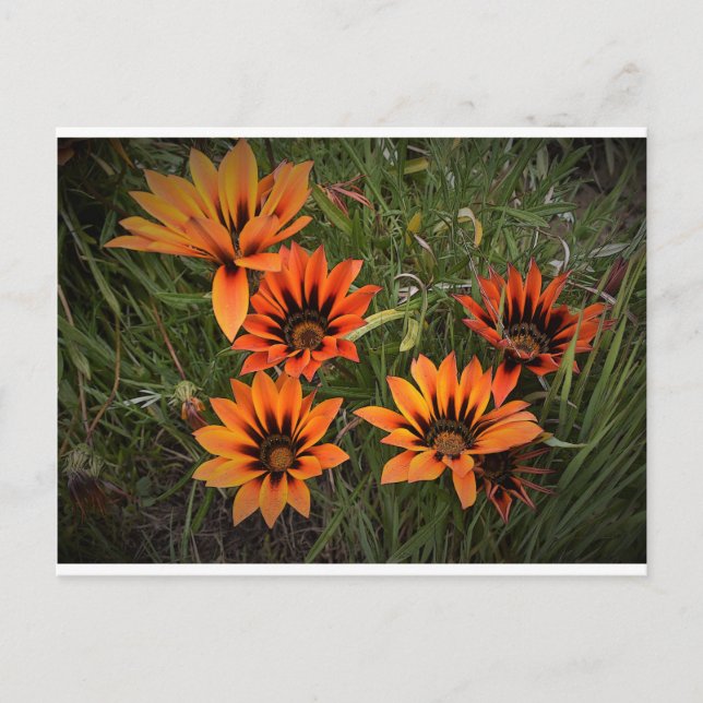 Orange och svarta Gazanias vykort (Framsida)