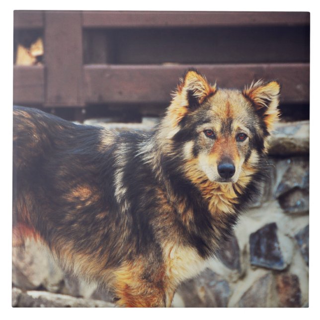 Orange och svarthund kakelplatta (Framsidan)