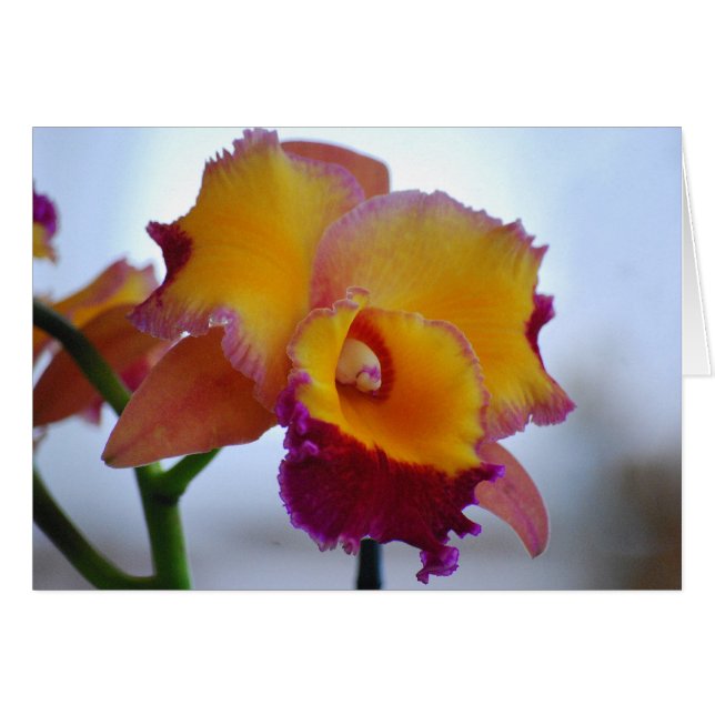 Orange och Violet Cattleya Orchid Card Hälsningskort (Framsidan Horizontal)