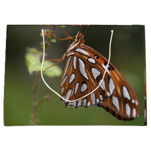 Orange och vit Bukt Butterfly Grönt Bukt