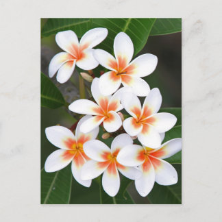 orange och vit frangipani vykort