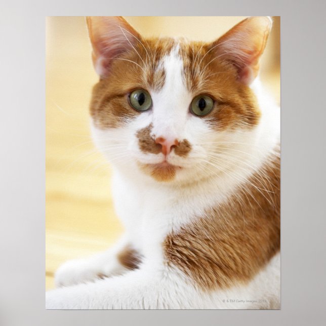 orange och vit katt tittar inom kameran poster (Framsidan)