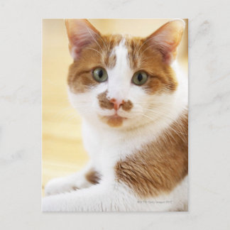 orange och vit katt tittar inom kameran vykort