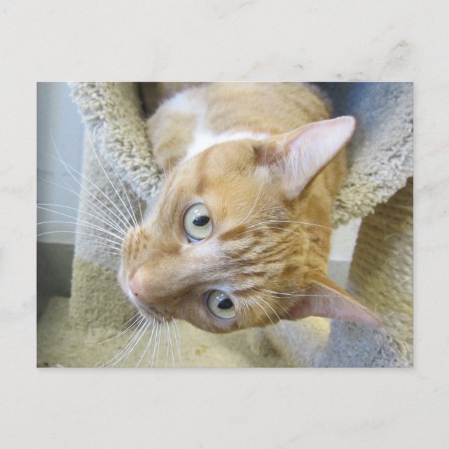 Orange och vit katt vykort (Framsida)