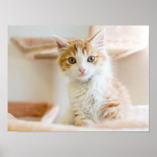 Orange och vit kattunge poster