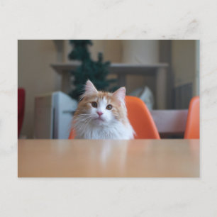 Orange och vit långhårig katt vykort