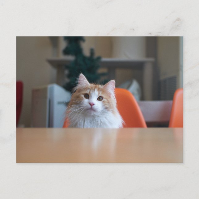 Orange och vit långhårig katt vykort (Framsida)