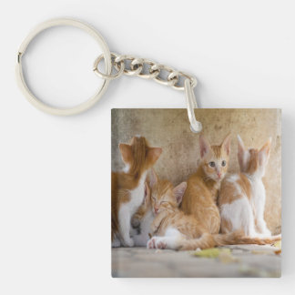 Orange och vit tabby kattunge/Lägg till ditt husdj