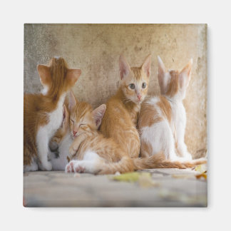 Orange och vit tabby kattunge/Lägg till ditt husdj Magnet