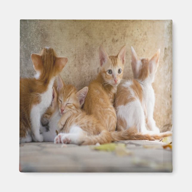 Orange och vit tabby kattunge/Lägg till ditt husdj Magnet (Framsidan)
