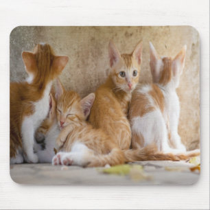 Orange och vit tabby kattunge/Lägg till ditt husdj Musmatta