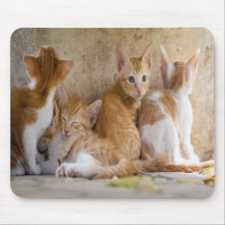 Orange och vit tabby kattunge/Lägg till ditt husdj Musmatta