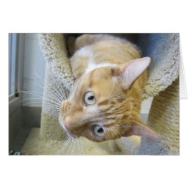 Orange och Vita Tabby katt Hälsningskort