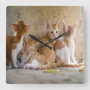 Orange- och vitTabbykattungen/tillfogar ditt Fyrkantig Klocka