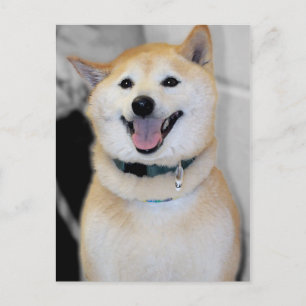 Orange och White Shiba Inu Hund aveln Postcards Vykort