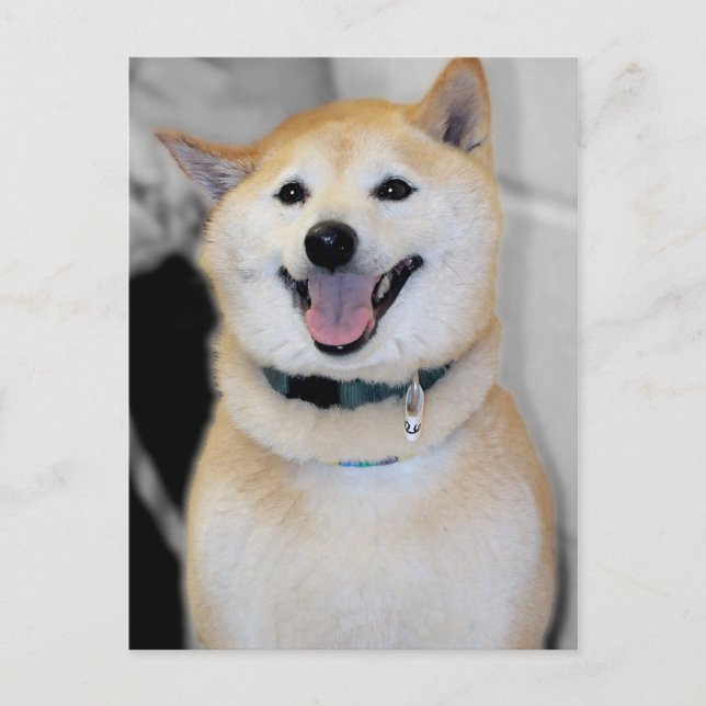 Orange och White Shiba Inu Hund aveln Postcards Vykort (Framsida)