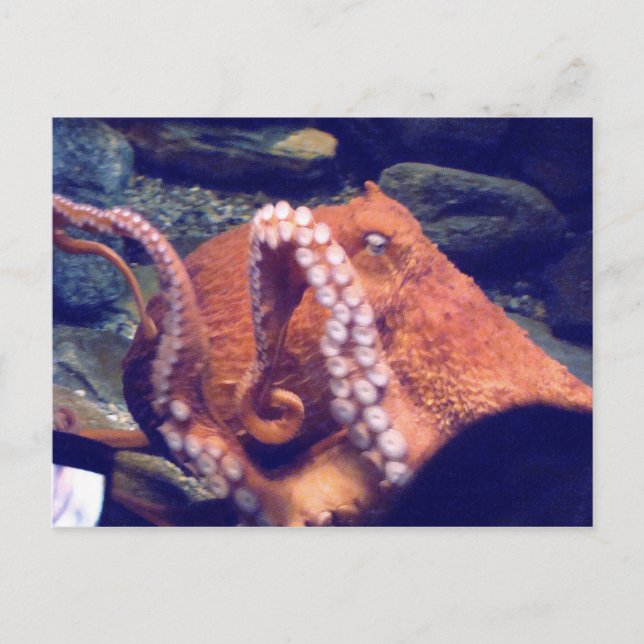 Orange Octopus-foton Vykort (Framsida)