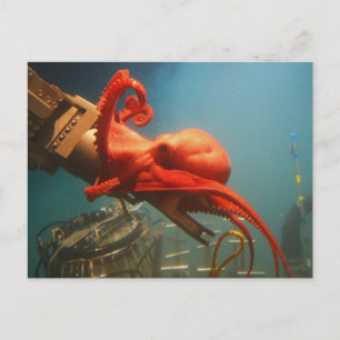 Orange Octopus Vykort
