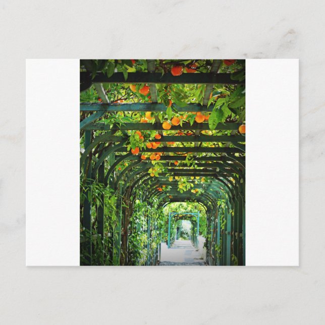 Orange Orangar och Gult Lemons på Grönt Trellis Vykort (Framsida)