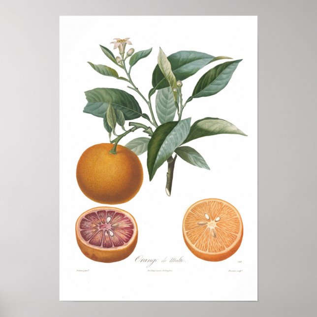 Orange,Orange de Malte Poster (Framsidan)