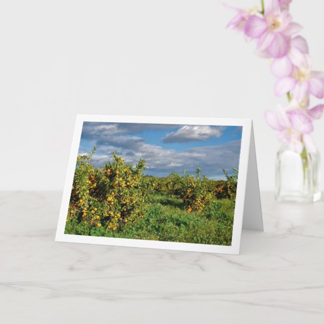 Orange Orchard, Valencia, Spanien Kort (Orkide)