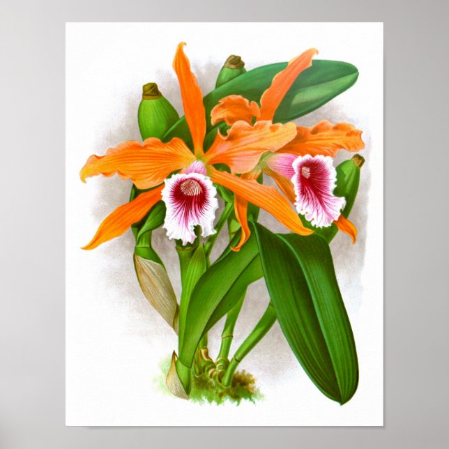 Orange Orchid Flowers nr 10 Wall Art Print Poster (Framsidan)