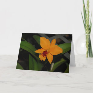 Orange Orchid Kort