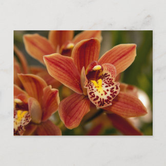 Orange Orchidblommor Vykort