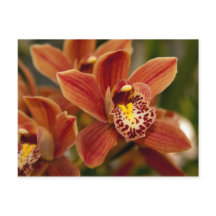 Orange Orchidblommor