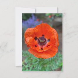 Orange Oriental Poppy & Lavender Flowers Anteckningskort