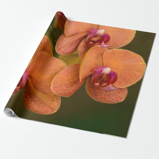 Orange-orkidblomma Presentpapper (Utrullad)