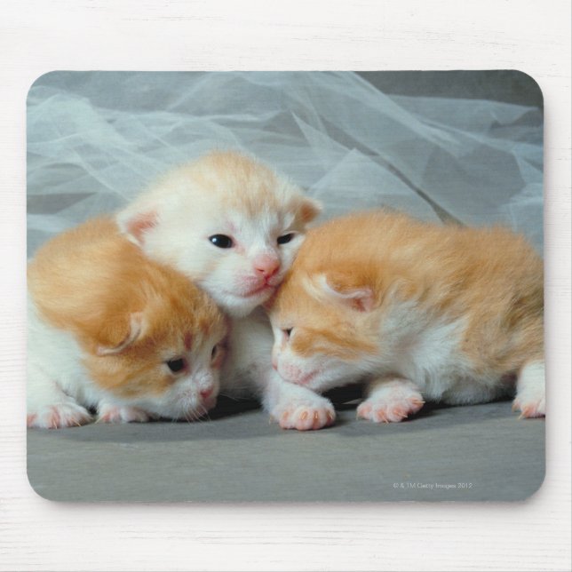 Orange Päls Kittens Musmatta (Framsidan)