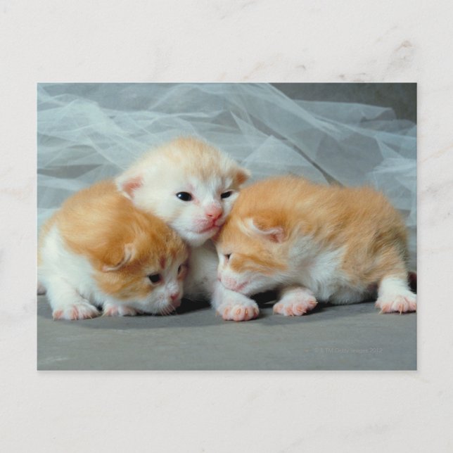 Orange Päls Kittens Vykort (Framsida)