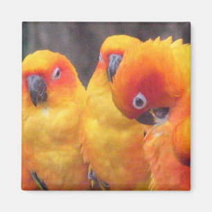 Orange papegojamagnet magnet