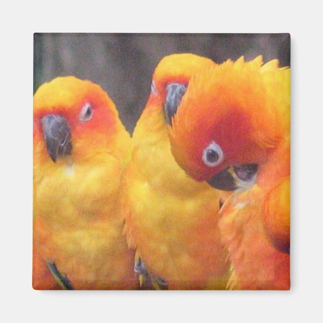 Orange Parrot Magnet (Framsidan)