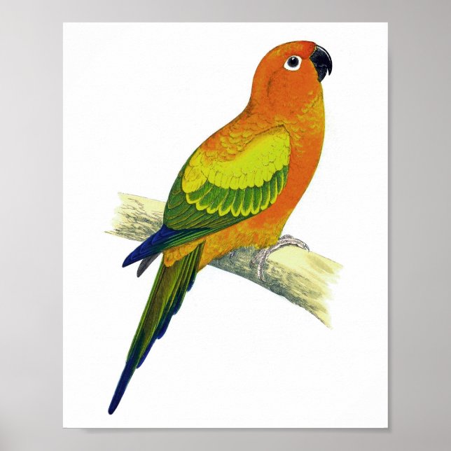 Orange Parrot nr 10 Antique Bird Print Poster (Framsidan)
