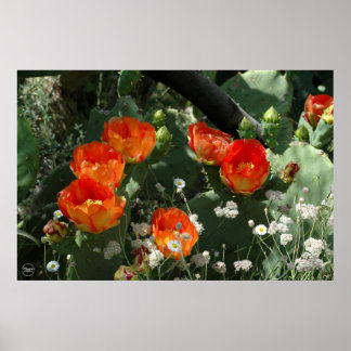 Orange Pear Cactus Flower Poster