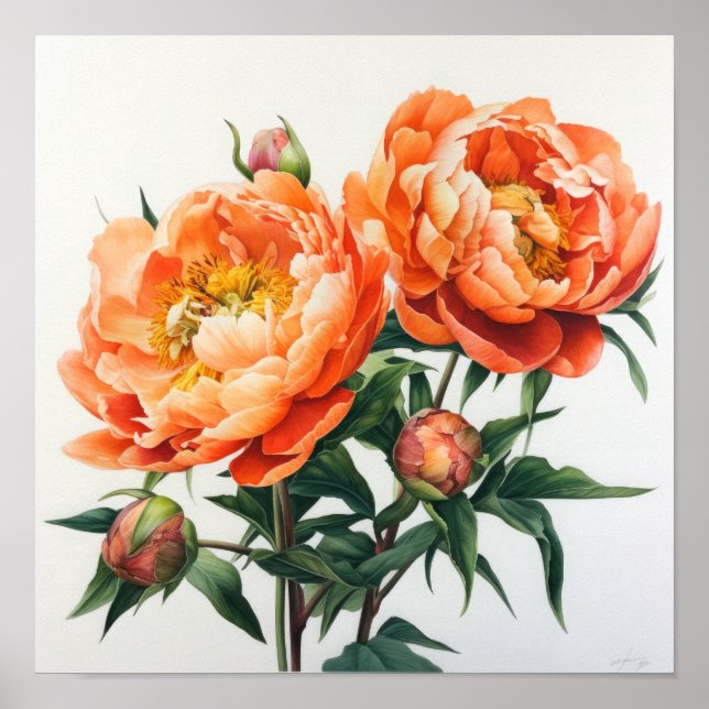 Orange Peonies Flower Art Print Poster (Framsidan)