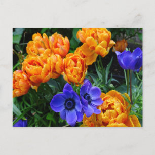 Orange Peony Tulips & Blue Anemones DIY Postcard Vykort