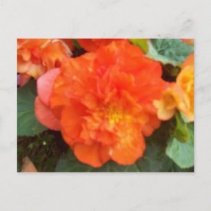Orange Peony Vykort