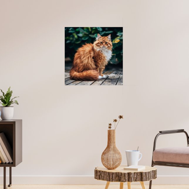 Orange Persian Cat Poster (Vardagsrum 3)