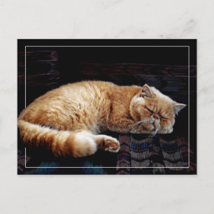 Orange Persian Cat sov Vykort
