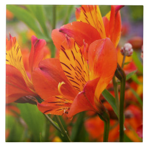 Orange Peruvian Lily Ceramic Tile Kakelplatta