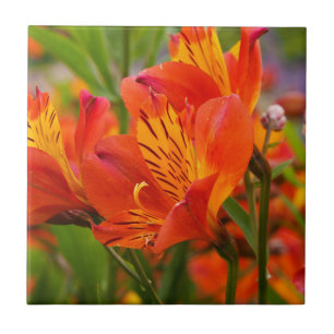 Orange Peruvian Lily Ceramic Tile Kakelplatta