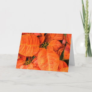 Orange poinsettia kort