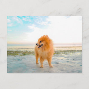 Orange Pomeranian Hund på stranden Vykort