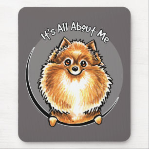 Orange Pomeranian IAAM Musmatta