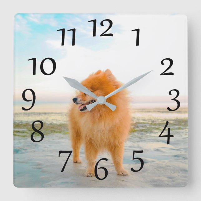 Orange Pommern på Beach Wall Clock Fyrkantig Klocka (Framsida)