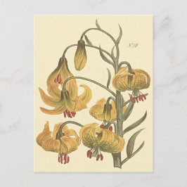 Orange Pompone-Lilja Botanisk Illustration Vykort